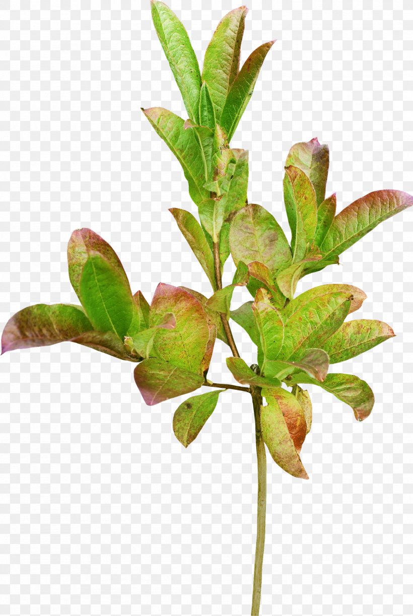 Leaf Branch Green, PNG, 1474x2200px, Leaf, Branch, Concepteur, Flowerpot, Gratis Download Free