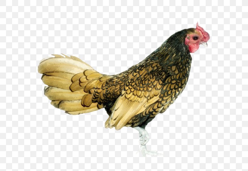 Rooster Chicken Hen Bird, PNG, 600x566px, Rooster, Animal, Beak, Bird, Chicken Download Free