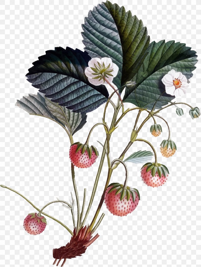 Botany Botanical Illustration Strawberry Clip Art, PNG, 1564x2080px, Botany, Art, Botanical Illustration, Drawing, Flower Download Free