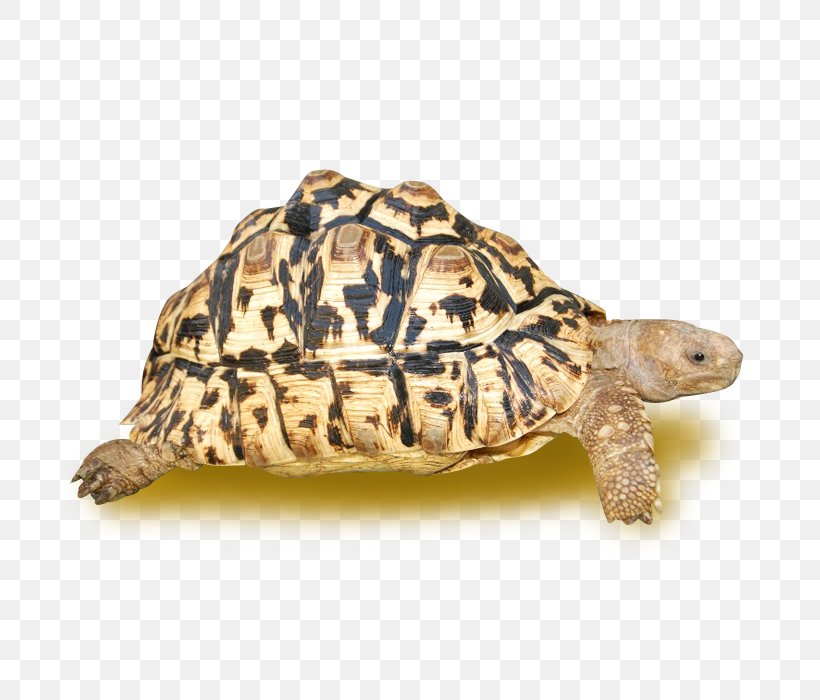 Box Turtles Leopard Tortoise Common Tortoise African Spurred Tortoise, PNG, 700x700px, Box Turtles, African Spurred Tortoise, Animal, Box Turtle, Chelydridae Download Free