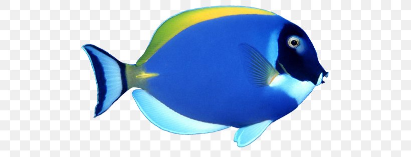 Fish Clip Art, PNG, 500x313px, Fish, Blue, Cobalt Blue, Coral Reef Fish, Electric Blue Download Free