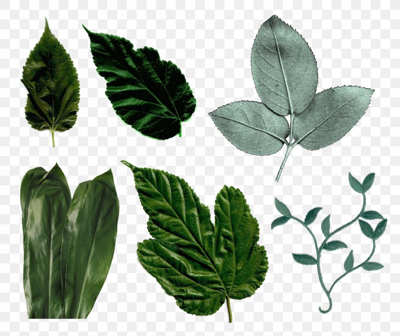 Leaf Megabyte Clip Art, PNG, 1206x1014px, Leaf, Directory, Herb, Herbalism, Ivy Download Free
