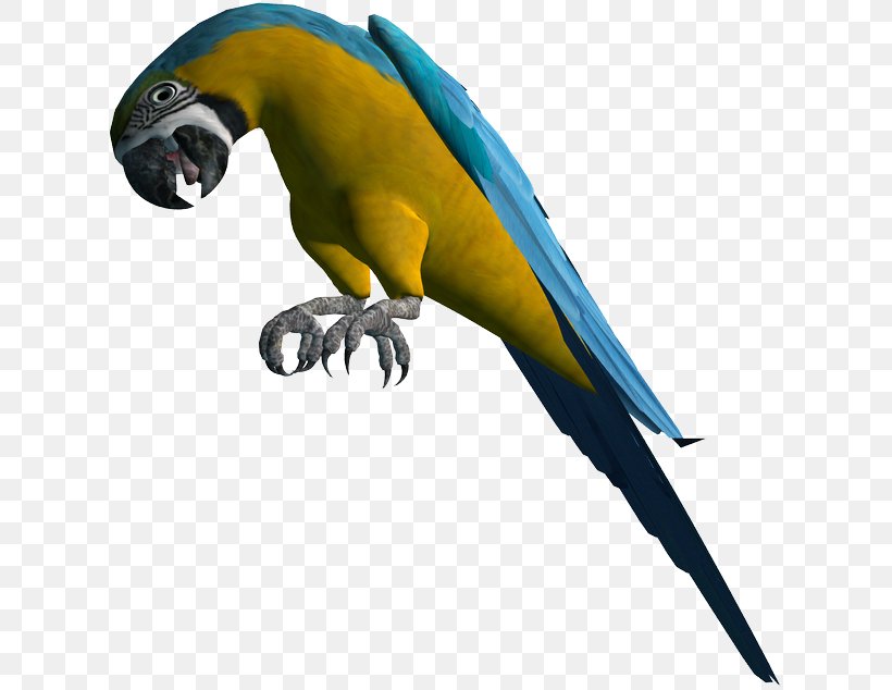 Macaw Parakeet Feather Beak Pet, PNG, 623x634px, Macaw, Beak, Bird, Budgie, Fauna Download Free