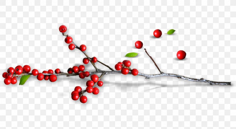 Creative Pull Small Red Holly Free, PNG, 1100x600px, Information, Branch, Editing, Fruit, Fundal Download Free