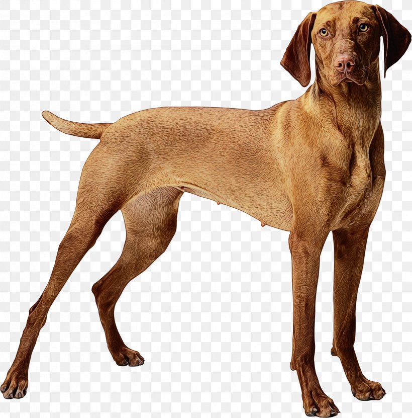 Dog Dog Breed Vizsla Sporting Group Pointing Breed, PNG, 2479x2514px, Watercolor, Dog, Dog Breed, Paint, Pointing Breed Download Free