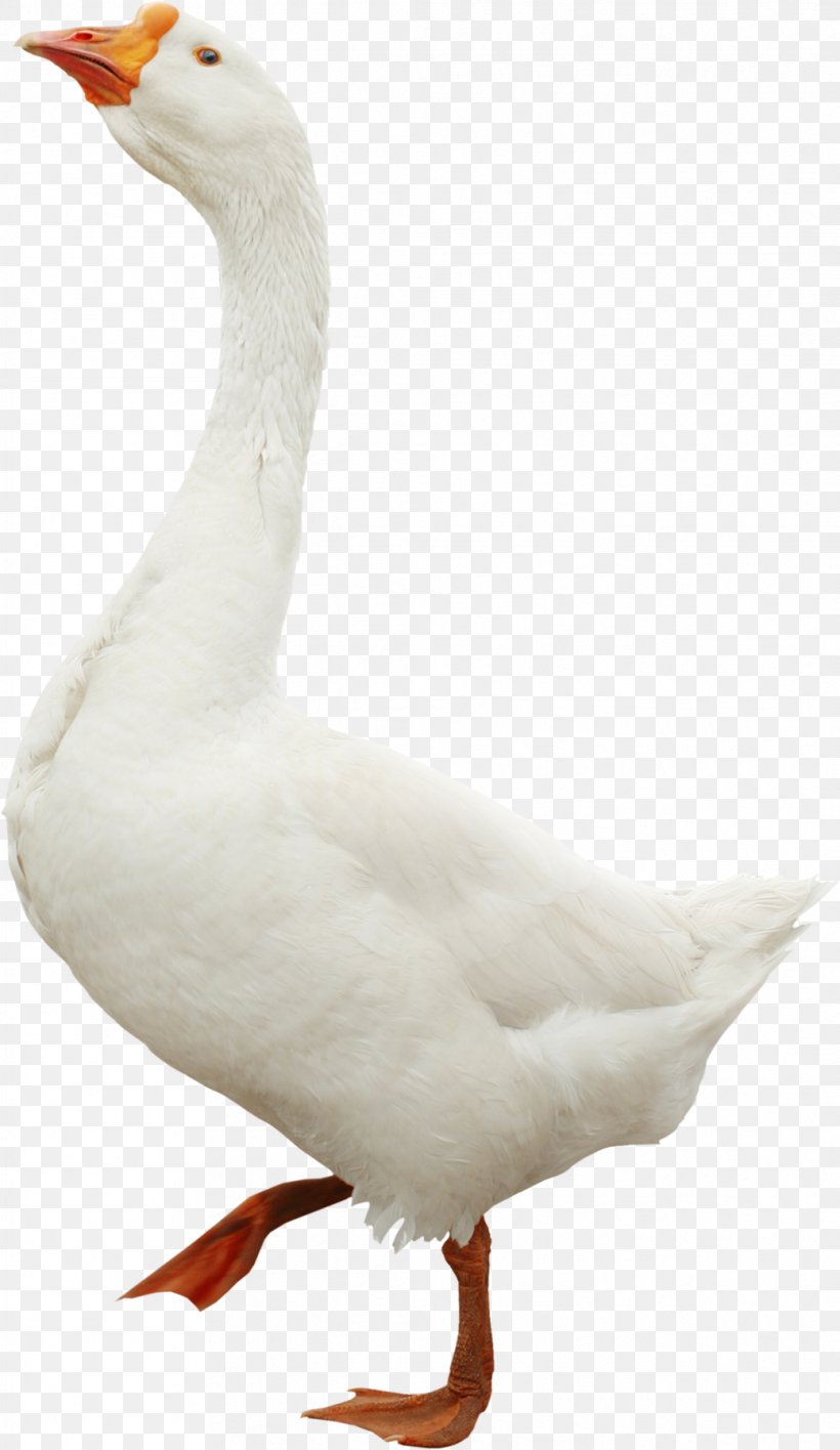 Emden Goose Duck Domestic Goose, PNG, 1038x1793px, Goose, Beak, Bird, Domestic Goose, Duck Download Free