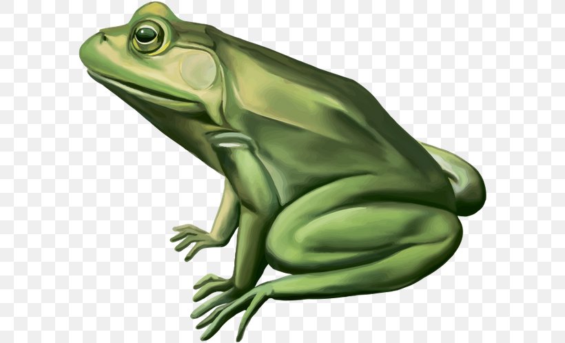 Frog Vector Graphics Royalty-free Stock Photography Image, PNG, 600x498px, Frog, Amphibian, Bullfrog, Drawing, Fauna Download Free