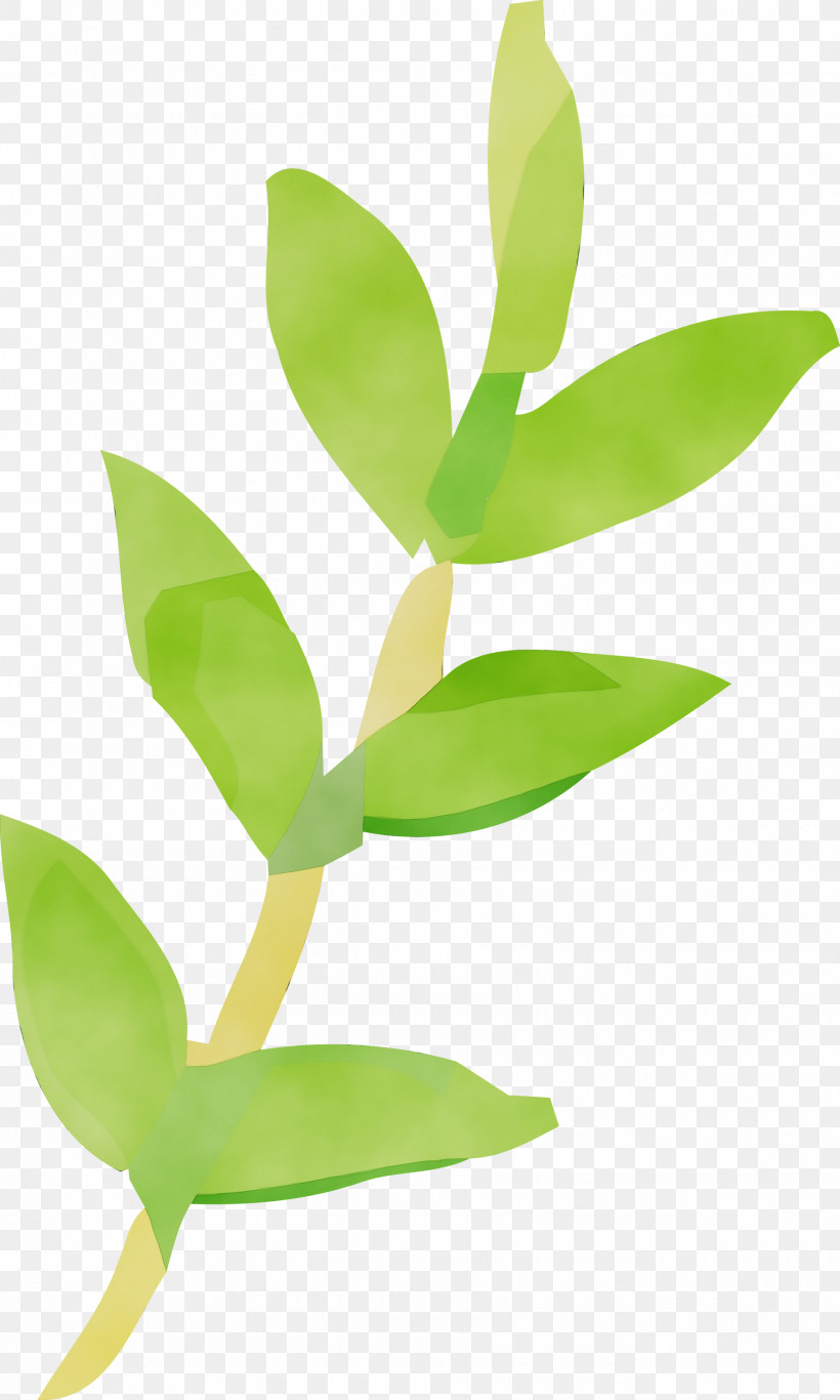 Leaf Flower Green Plant Plant Stem, PNG, 1800x3000px, Watercolor, Eucalyptus, Flower, Green, Hypericum Download Free