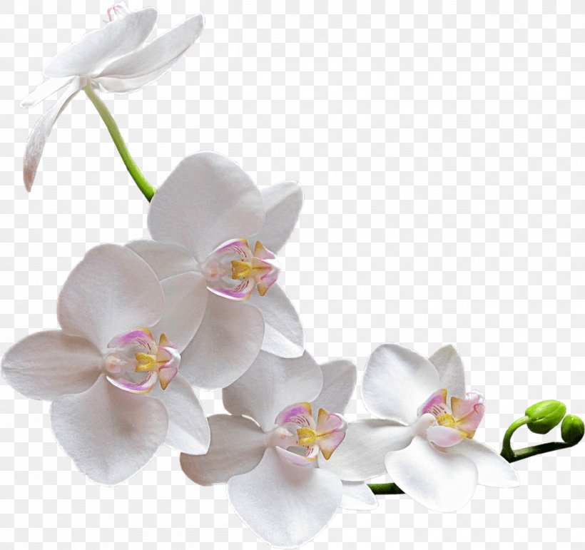 Orchids Flower Clip Art, PNG, 1257x1183px, Orchids, Blossom, Boat Orchid, Cut Flowers, Flower Download Free