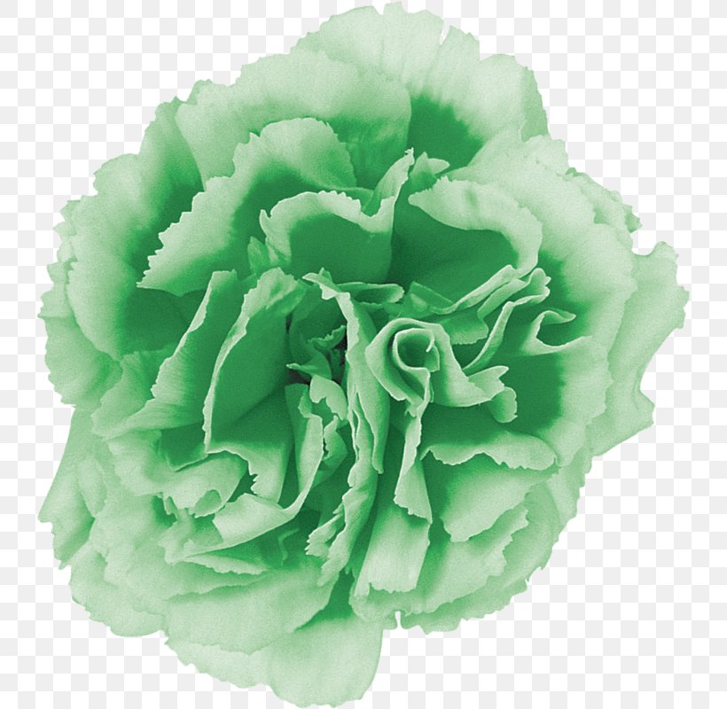 Rose Cut Flowers Petal Floral Design, PNG, 737x800px, Rose, Carnation, Cut Flowers, Floral Design, Flower Download Free