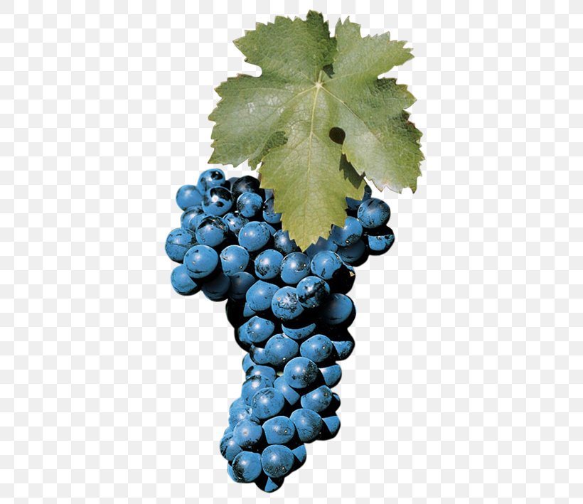 Sultana Aglianico Zinfandel Wine Müller-Thurgau, PNG, 595x709px, Sultana, Aglianico, Ampelography, Bilberry, Common Grape Vine Download Free