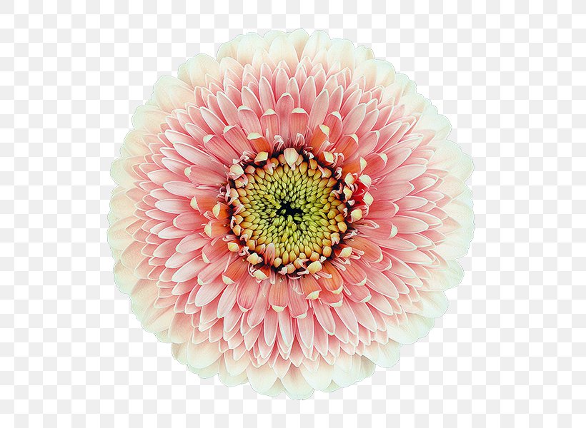 Transvaal Daisy Cut Flowers Chrysanthemum Floristry, PNG, 600x600px, Transvaal Daisy, Assortment Strategies, Chrysanthemum, Chrysanths, Cut Flowers Download Free