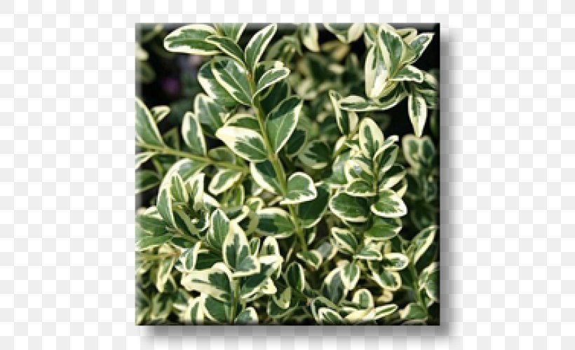 Buxus Sempervirens Evergreen Shrub Plant Groundcover, PNG, 500x500px, Buxus Sempervirens, Bay Laurel, Box, Cherry Laurel, English Yew Download Free
