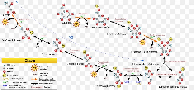 Gluconeogenesis Glycolysis Metabolic Pathway Cellular Respiration Carbohydrate Metabolism, PNG, 1920x892px, Gluconeogenesis, Adenosine Triphosphate, Anabolism, Area, Biochemistry Download Free