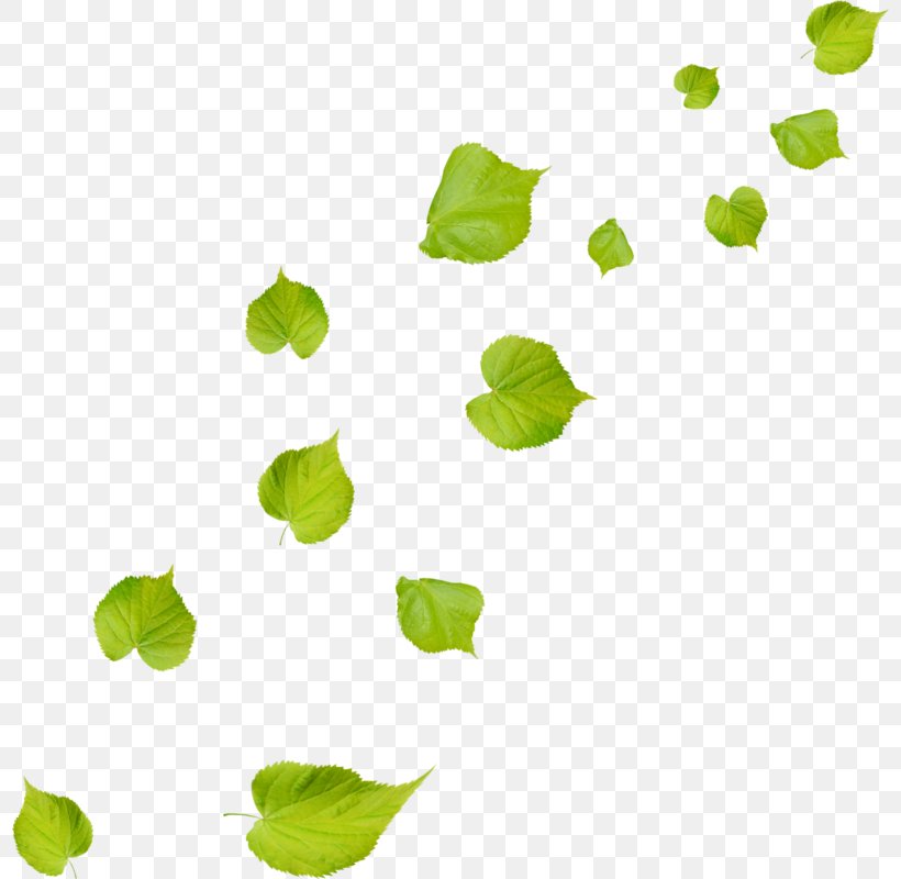 Leaf Green, PNG, 798x800px, Leaf, Color, Deciduous, Designer, Green Download Free