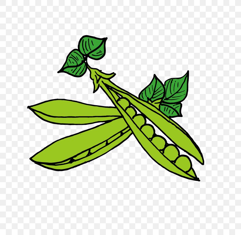 Pea Lentil Clip Art, PNG, 800x800px, Pea, Artwork, Bean, Green, Insect Download Free