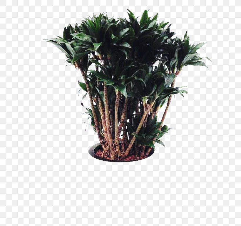 Tree Flowerpot Houseplant Shrub, PNG, 768x768px, Tree, Evergreen, Flowerpot, Houseplant, Plant Download Free