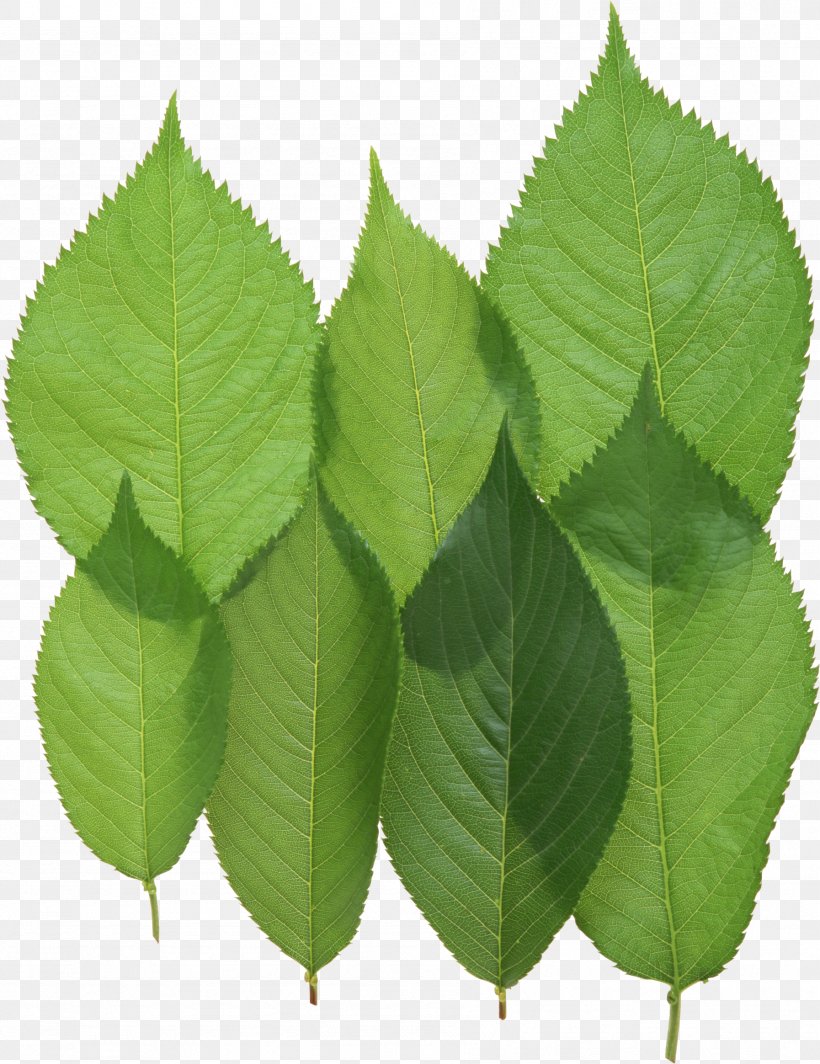 Leaf Download, PNG, 1794x2328px, Leaf, Elm Family, Image Resolution, Plant, Plant Stem Download Free