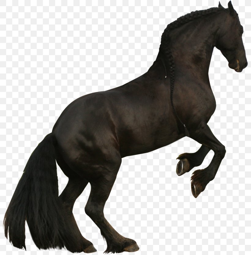 Mustang Friesian Horse Clydesdale Horse Stallion American Quarter Horse, PNG, 800x833px, Mustang, American Quarter Horse, Animal, Animal Figure, Black Download Free