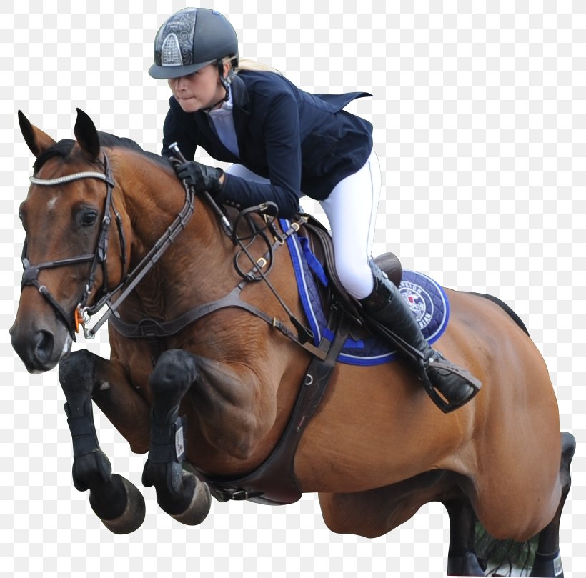 Show Jumping Equestrian Stallion Eventing AES, PNG, 819x809px, Show Jumping, Aes, Animal Sports, Animal Training, Bridle Download Free