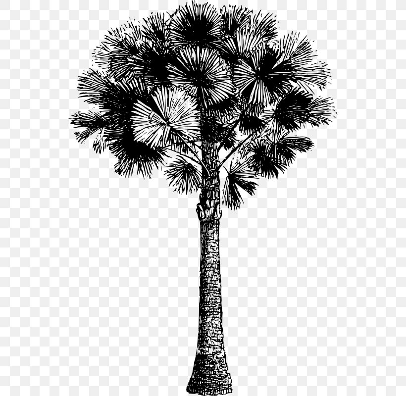 Asian Palmyra Palm Date Palm White Arecaceae Plant Stem, PNG, 544x800px, Asian Palmyra Palm, Arecaceae, Arecales, Black And White, Borassus Download Free