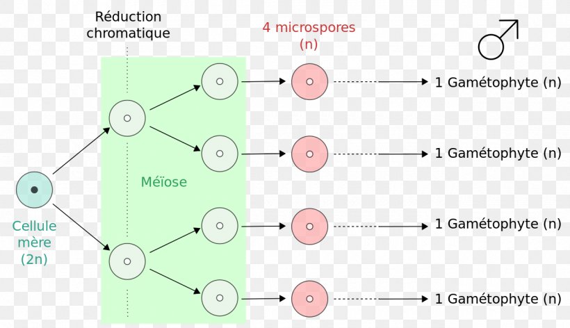 Microspore Pollen Megaspore Meiosis, PNG, 1280x738px, Microspore, Area, Brand, Cell, Diagram Download Free