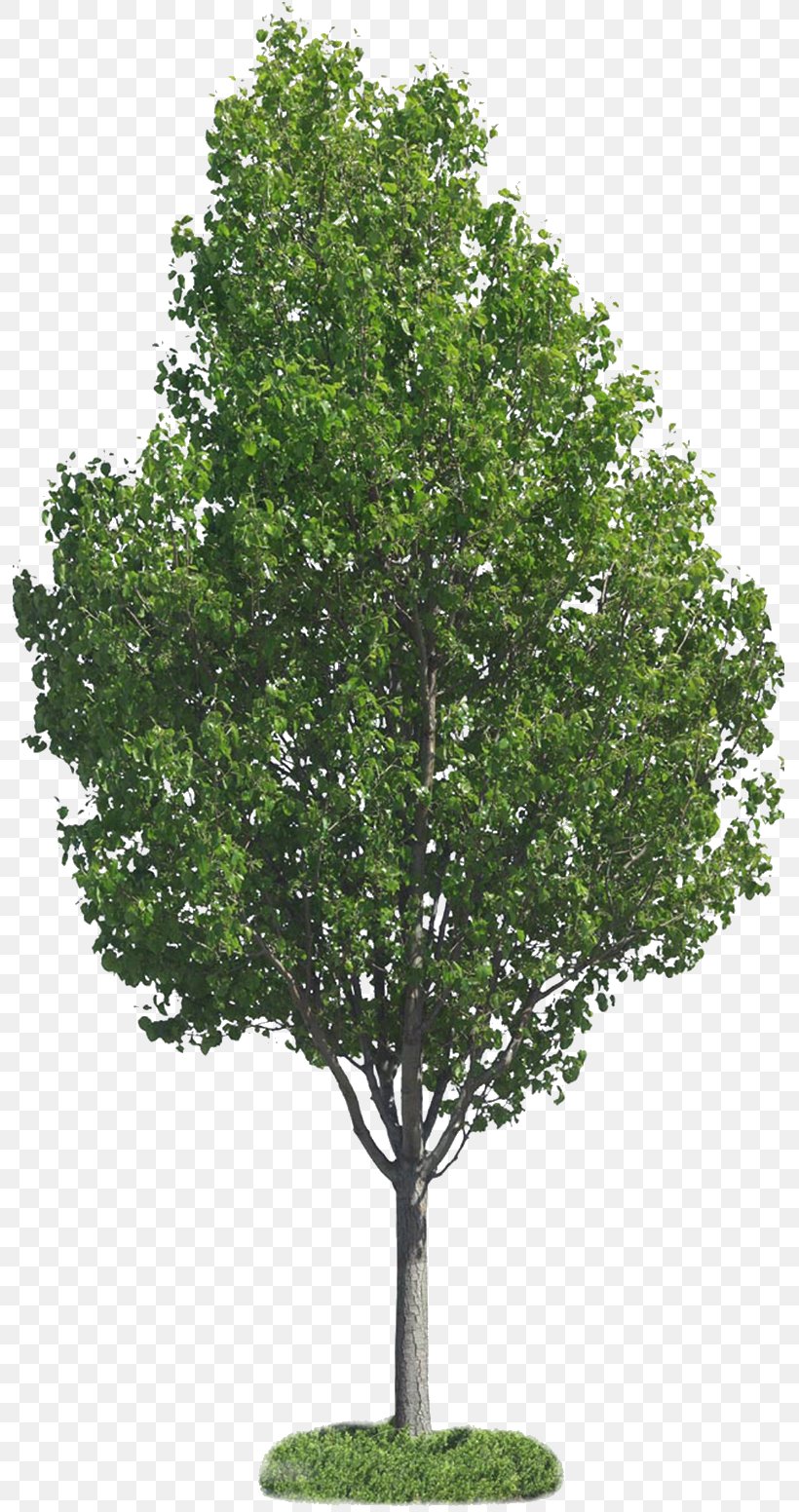 Tree Clip Art, PNG, 800x1552px, Tree, Branch, Evergreen, Leaf, Oak Download Free
