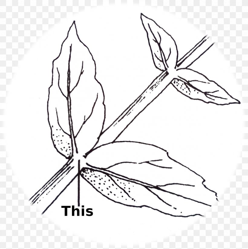 Twig /m/02csf Line Art Leaf Graphics, PNG, 1265x1270px, Twig, Area, Artwork, Black And White, Branch Download Free