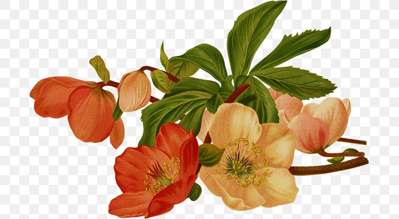 Flower Art Watercolor, PNG, 700x450px, Flower, Drawing, Email, Hellebore, Helleborus Niger Download Free