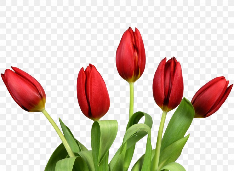 Flower Tulip Wallpaper, PNG, 3441x2518px, Tulip Time Festival, Bud, Cut Flowers, Flower, Flower Bouquet Download Free