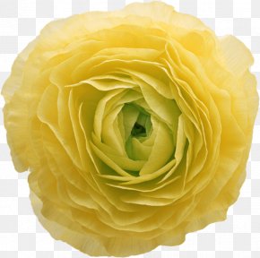 Amber - Flower Yellow Clip Art PNG