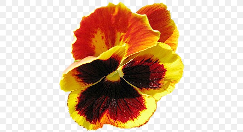 Pansy Petal Flower Close-up, PNG, 434x446px, Pansy, Close Up, Closeup, Flower, Flowering Plant Download Free