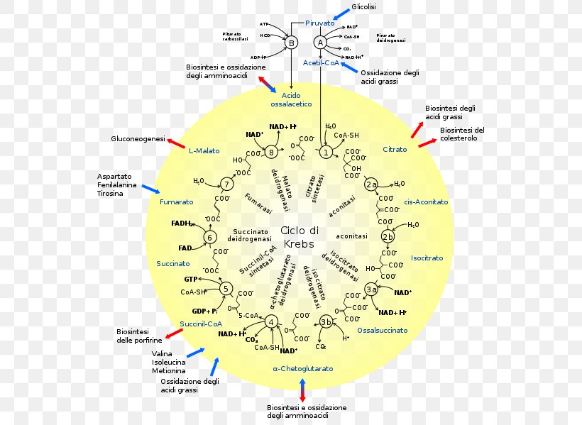 Citric Acid Cycle Metabolism Cellular Respiration Enzyme, PNG, 561x599px, Citric Acid Cycle, Acetylcoa, Aerobic Organism, Area, Biochemistry Download Free
