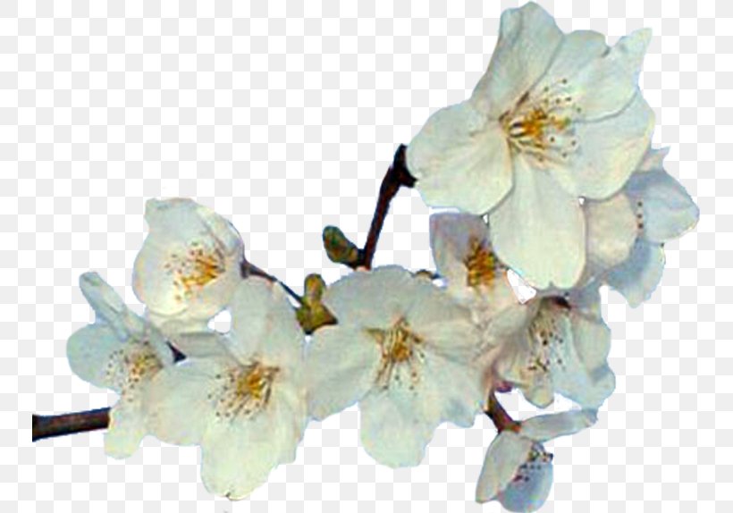 Cut Flowers Spring Blossom ST.AU.150 MIN.V.UNC.NR AD, PNG, 747x574px, Flower, Blossom, Branch, Cherry Blossom, Cut Flowers Download Free