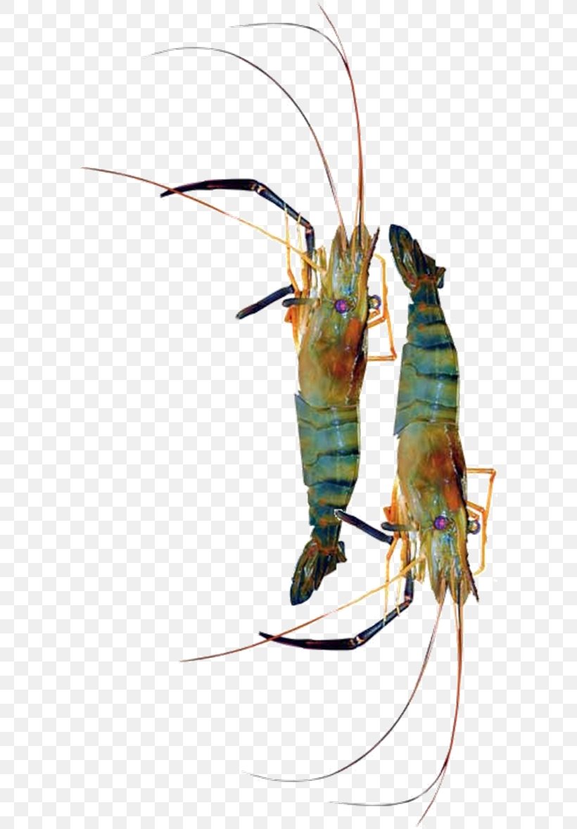 Decapods Insect Giant Freshwater Prawn Pest, PNG, 596x1178px, Decapods, Animal Source Foods, Decapoda, Giant Freshwater Prawn, Insect Download Free