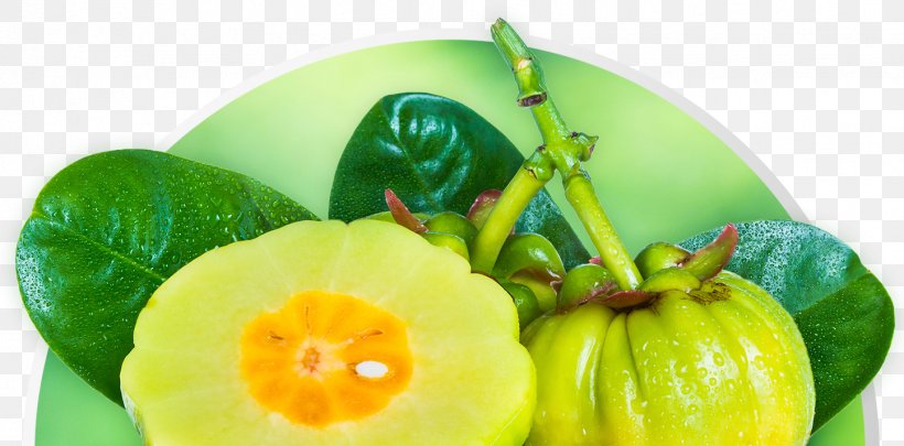 Dietary Supplement Garcinia Gummi-gutta Health Weight Loss Green Coffee Extract, PNG, 1445x715px, Dietary Supplement, Appetite, Cucumber Gourd And Melon Family, Diet, Diet Food Download Free