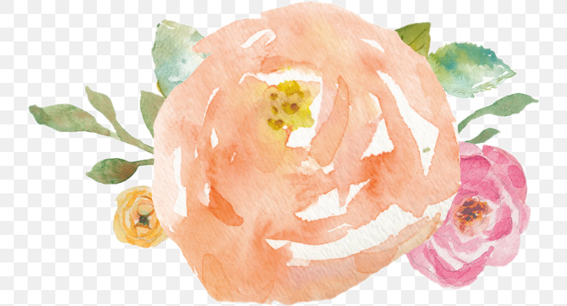 Garden Roses, PNG, 742x443px, Pink, Cut Flowers, Flower, Garden Roses, Hybrid Tea Rose Download Free