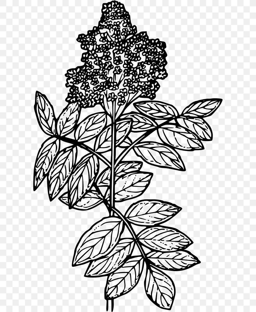 Line Art Elderberry Drawing Clip Art, PNG, 607x1000px, Line Art, Art, Black And White, Branch, Coloring Book Download Free