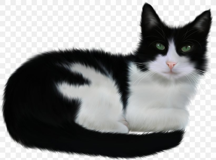 Turkish Angora Paw Black Cat Animal, PNG, 1200x891px, Turkish Angora, American Wirehair, Animal, Black, Black And White Download Free