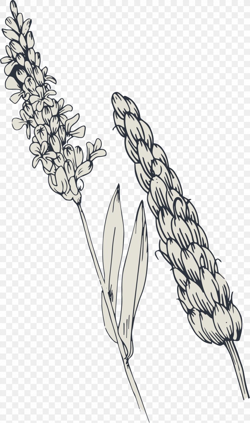 Wheat Adobe Illustrator, PNG, 1537x2602px, Wheat, Black And White, Commodity, Drawing, Flower Download Free
