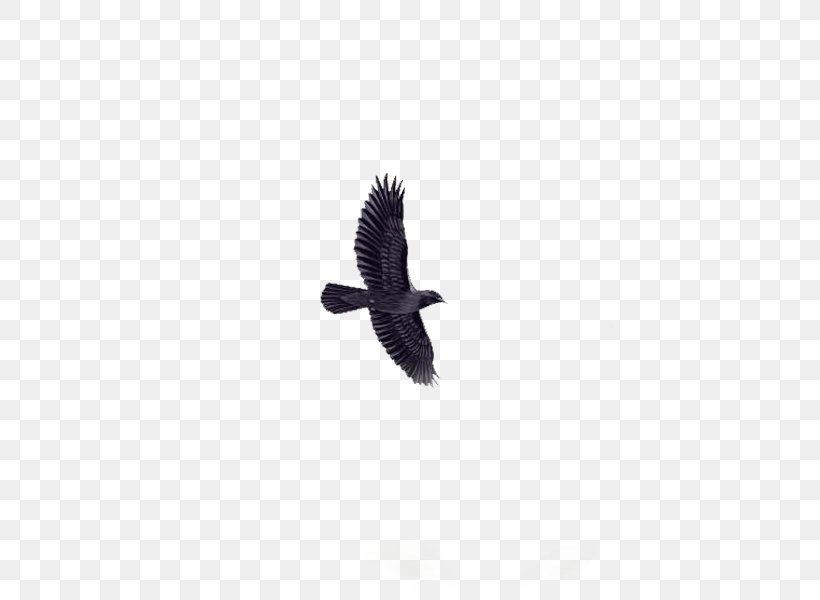 Bird Eagle Animal, PNG, 600x600px, Bird, Animal, Beak, Black, Black And White Download Free