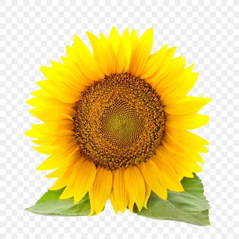 Common Sunflower Stock Photography Clip Art, PNG, 1000x1000px, Common Sunflower, Daisy Family, Drawing, Flower, Flowering Plant Download Free