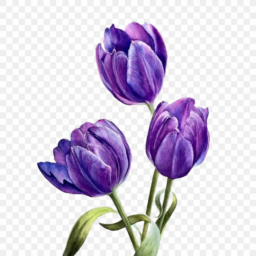 Lavender, PNG, 2289x2289px, Flower, Crocus, Flowering Plant, Lavender, Petal Download Free