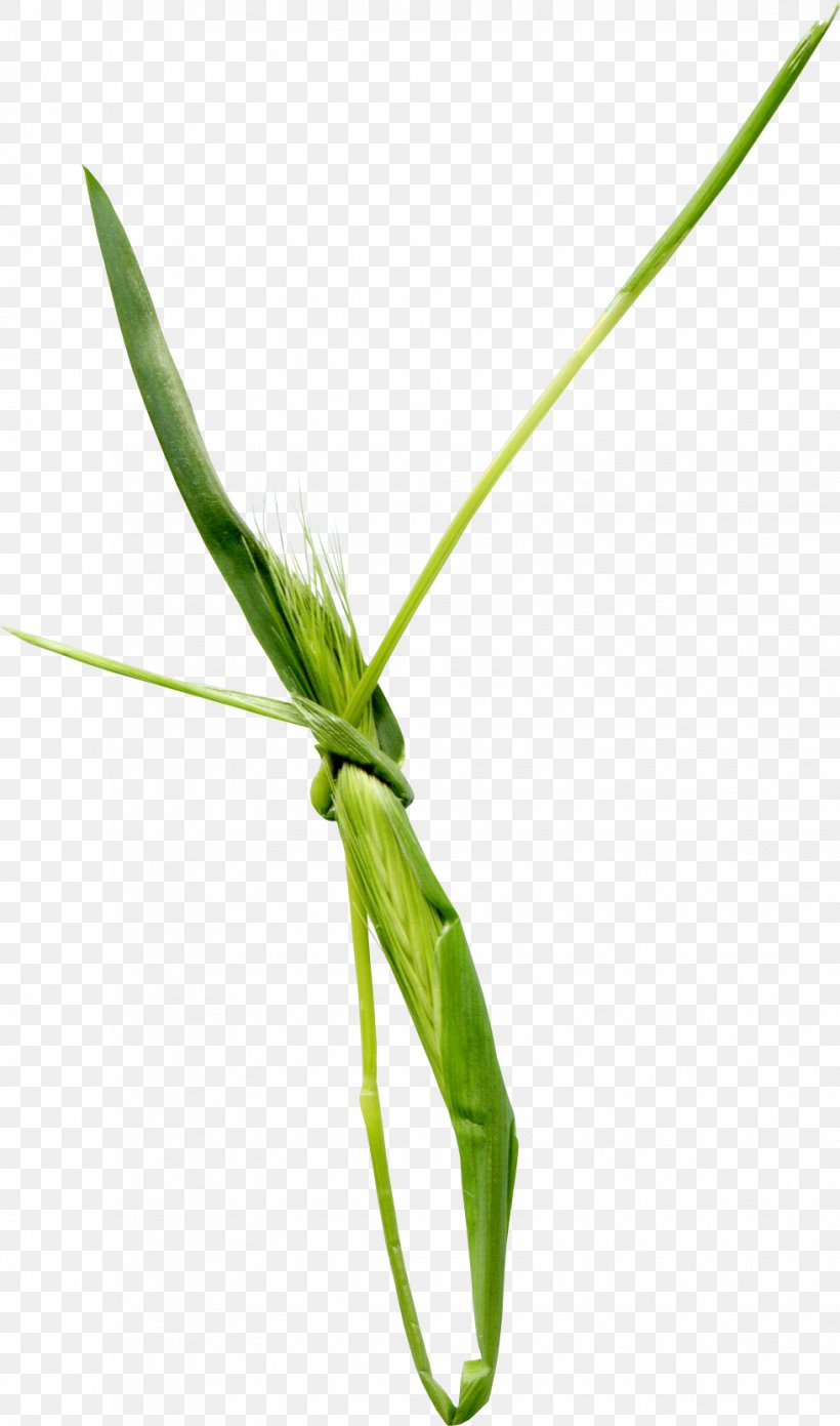 Leaf Download, PNG, 979x1661px, Leaf, Bow Tie, Designer, Grass, Grass Family Download Free