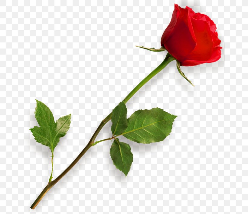 Rose, PNG, 667x706px, Rose, Bud, Color, Flower, Flowering Plant Download Free