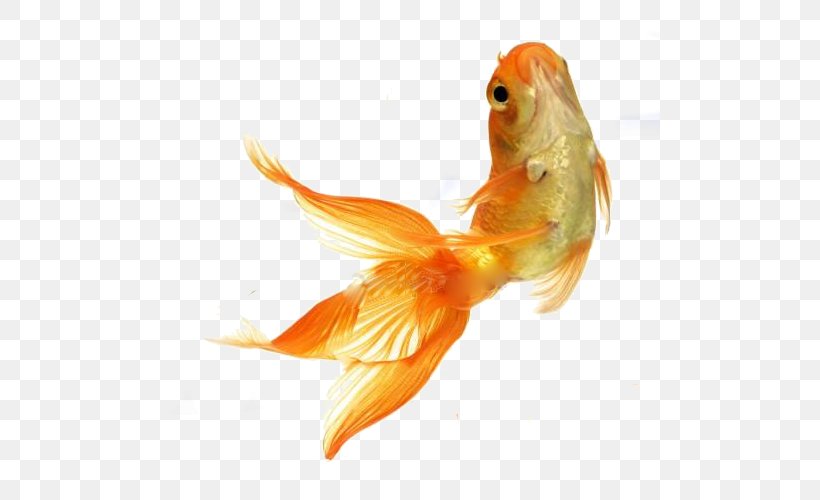 Goldfish Stock Photography Tropical Fish Feeder Fish, PNG, 500x500px, Goldfish, Bony Fish, Depositphotos, Fauna, Feeder Fish Download Free