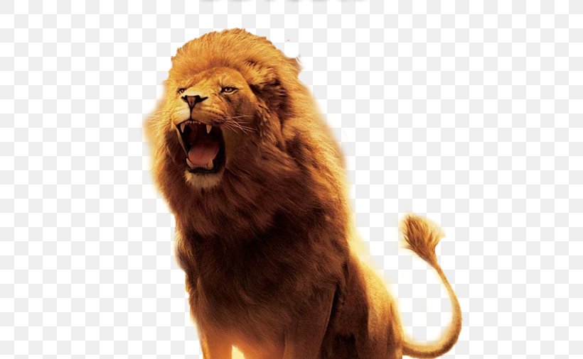 The Lion, The Witch And The Wardrobe Aslan Desktop Wallpaper Download, PNG, 506x506px, Lion, Aslan, Big Cats, Carnivoran, Cat Like Mammal Download Free