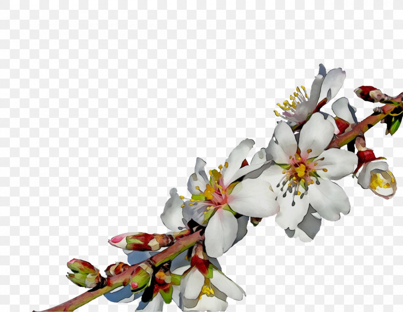 Cherry Blossom, PNG, 1280x992px, Watercolor, Blossom, Branch, Bud, Cherry Blossom Download Free
