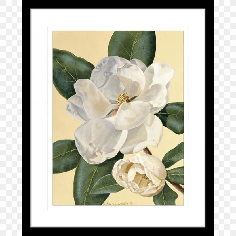 Magnolia Art Printmaking Painting Still Life, PNG, 1000x1000px, Magnolia, Art, Baron Von Lind, Canvas, Canvas Print Download Free
