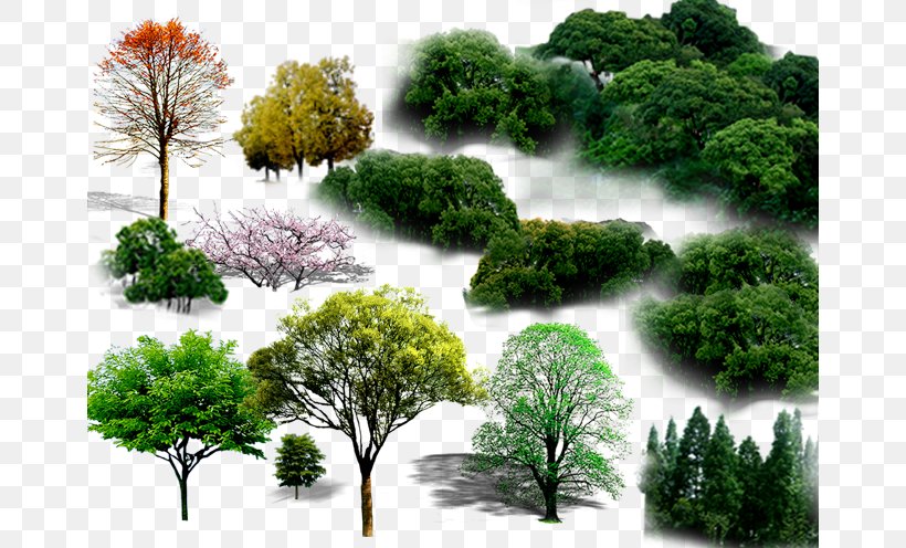 Tree, PNG, 662x496px, Tree, Branch, Conifer, Conifers, Evergreen Download Free